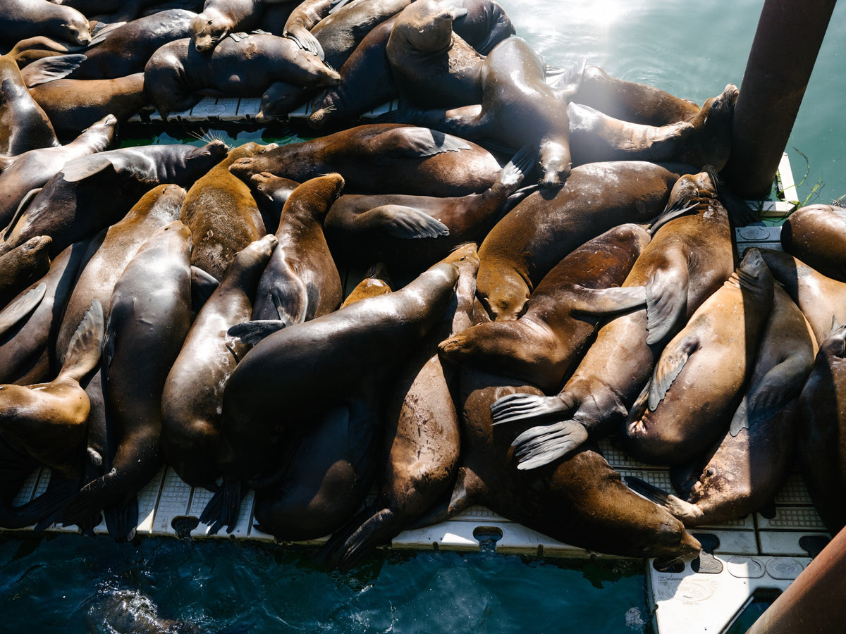 Sea lions resting on a white dock surrounded by ocean water.
